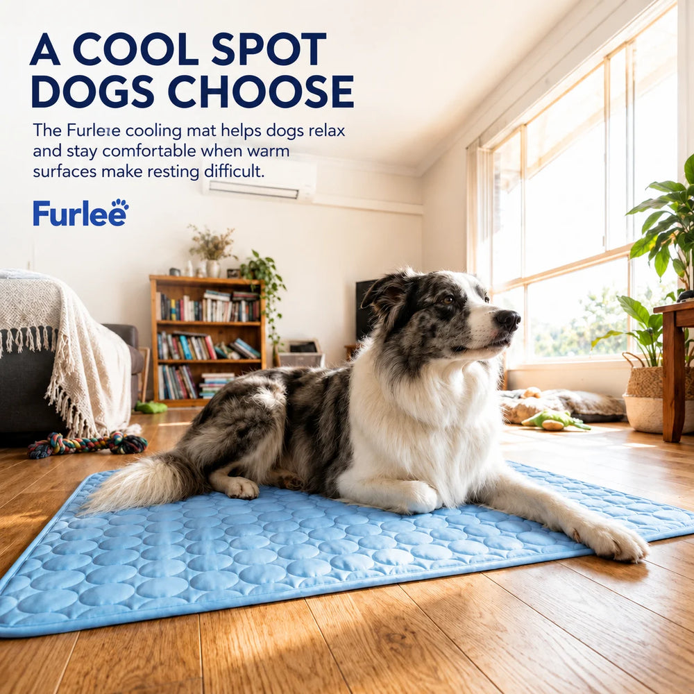 Give Your Dog Comfort With Zero Risk